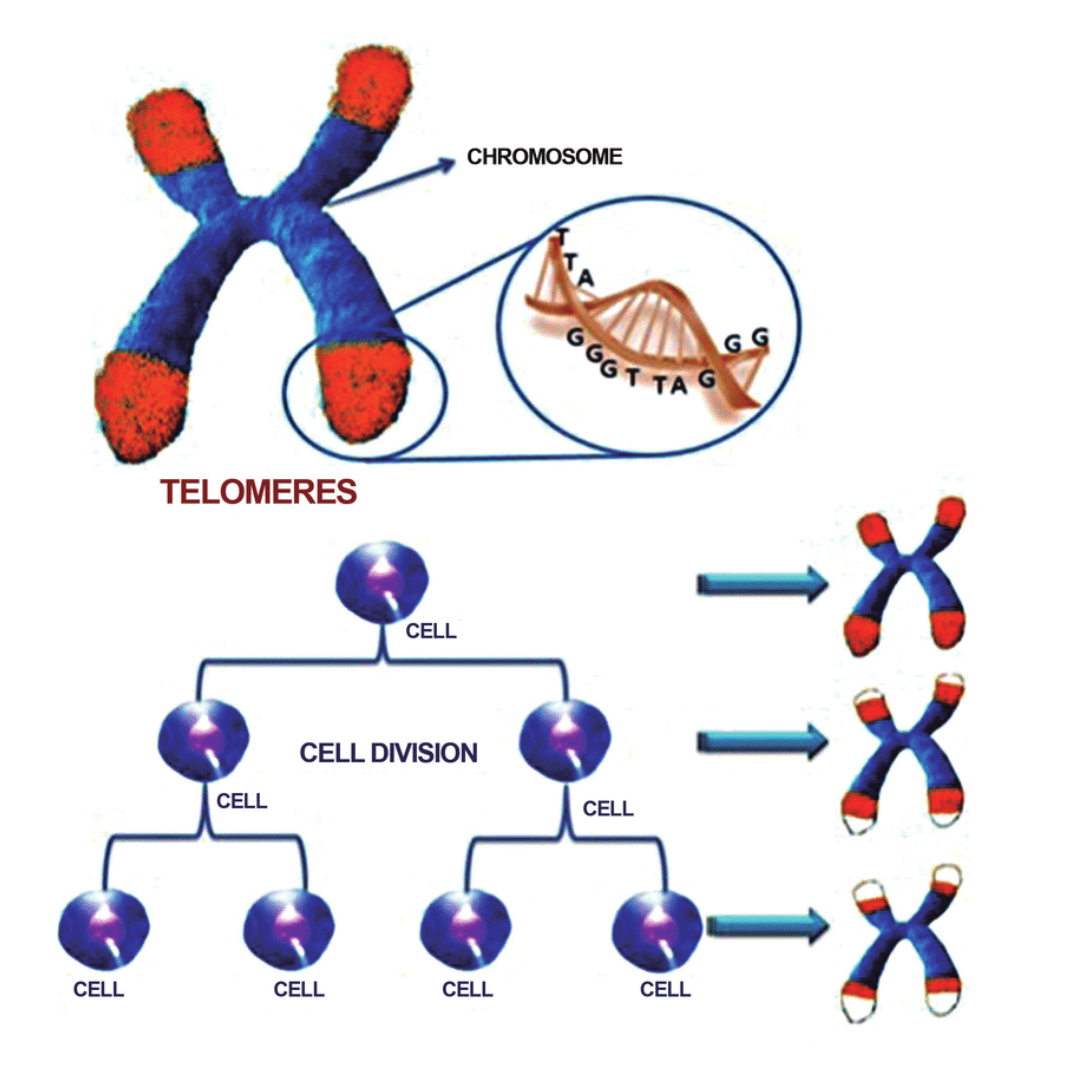 asw-telomere-shortening_orig