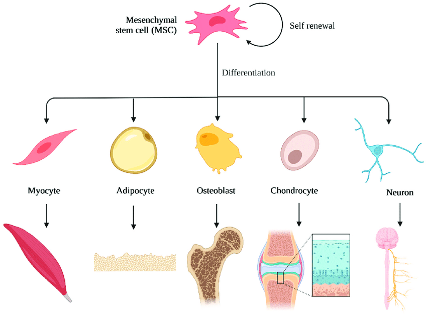 Mesenchymal-stem-cells-differentiation-Created-with-BioRendercom-accessed-on-2-July
